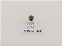 藏品(黑紋龜金花蟲)的圖片